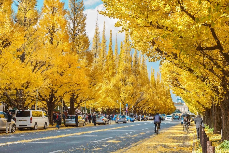 Những hàng cây nhuộm vàng tại Tokyo khi vào thu