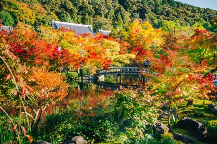 Ngỡ ngàng trước khung cảnh nhuộm vàng tuyệt đẹp tại Tokyo