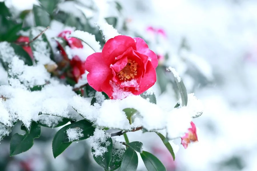 Đồi Camellia hay còn gọi là Đồi hoa trà hay vườn ươm Camellia nằm ở Jeju của Hàn Quốc