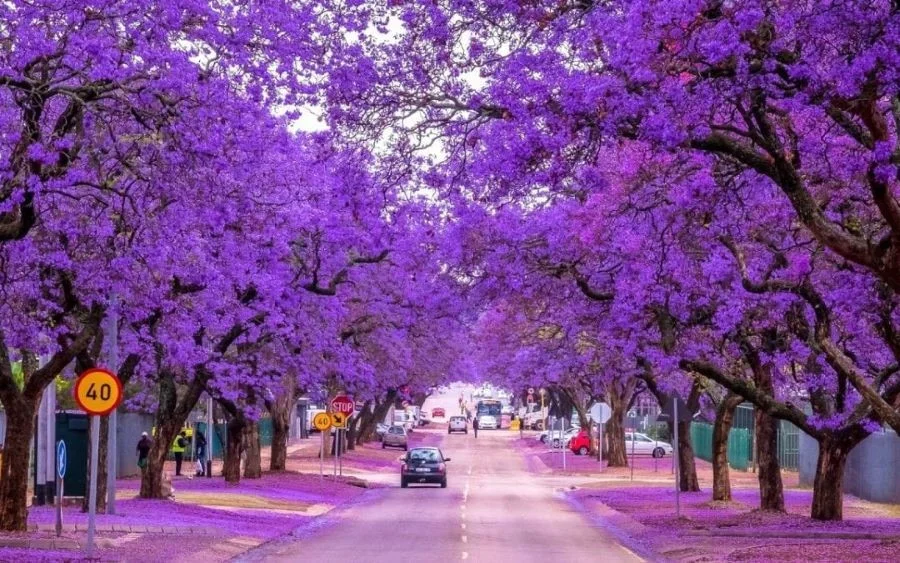 Màu tím rực rỡ của những hàng phượng như phủ kín cả một vùng trời tại Brisbane