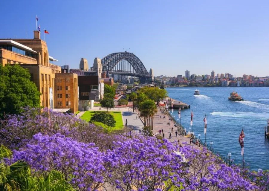 Sydney - địa điểm lý tưởng để chiêm ngưỡng vẻ yêu kiều của những cánh hoa phượng tím