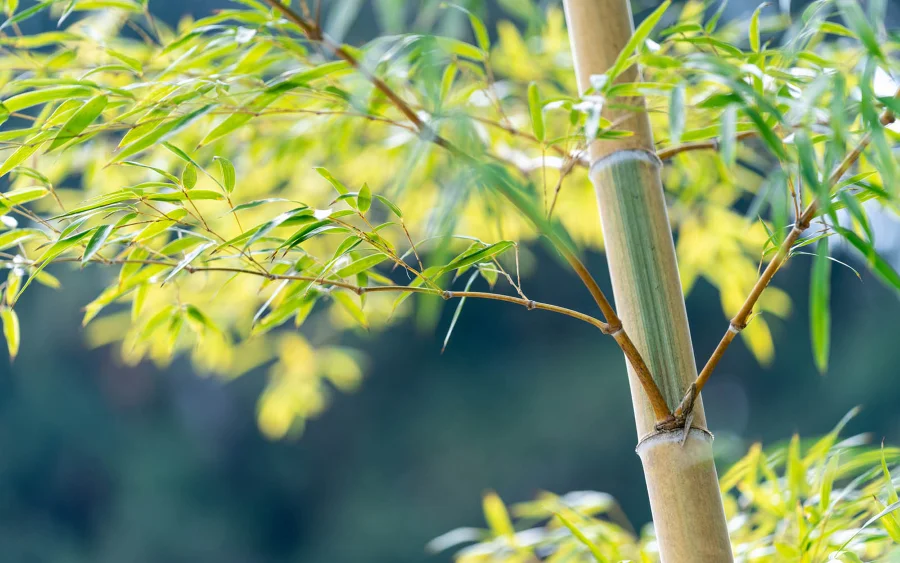 Cây tre xuất hiện trong nhiều lễ hội và trang trí truyền thống, trở thành một biểu tượng không thể thiếu tại Nhật
