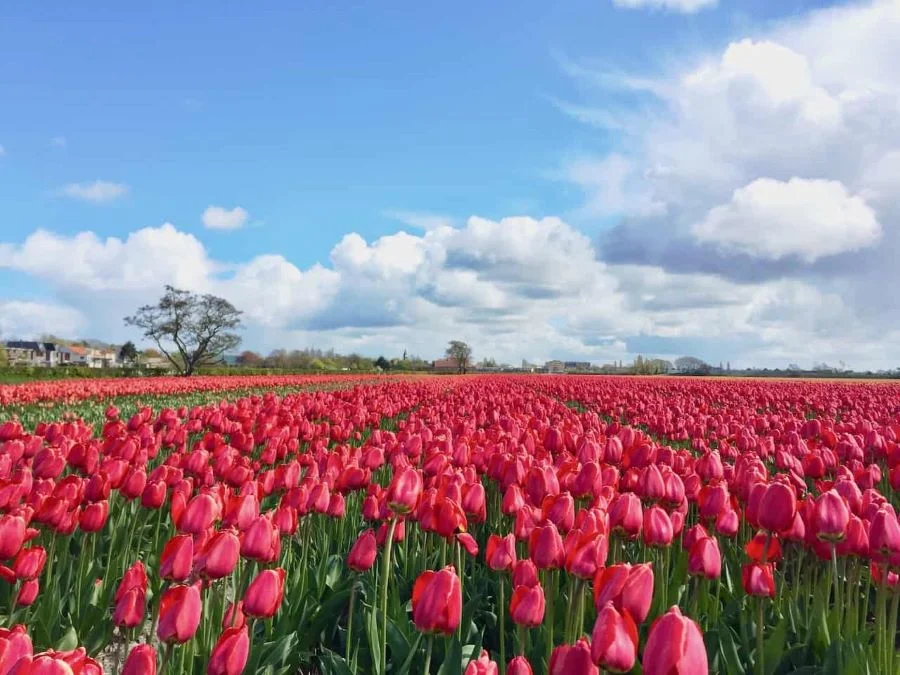 Thưởng ngoạn vẻ đẹp rực rỡ của lễ hội hoa Tulip ở xứ Hàn