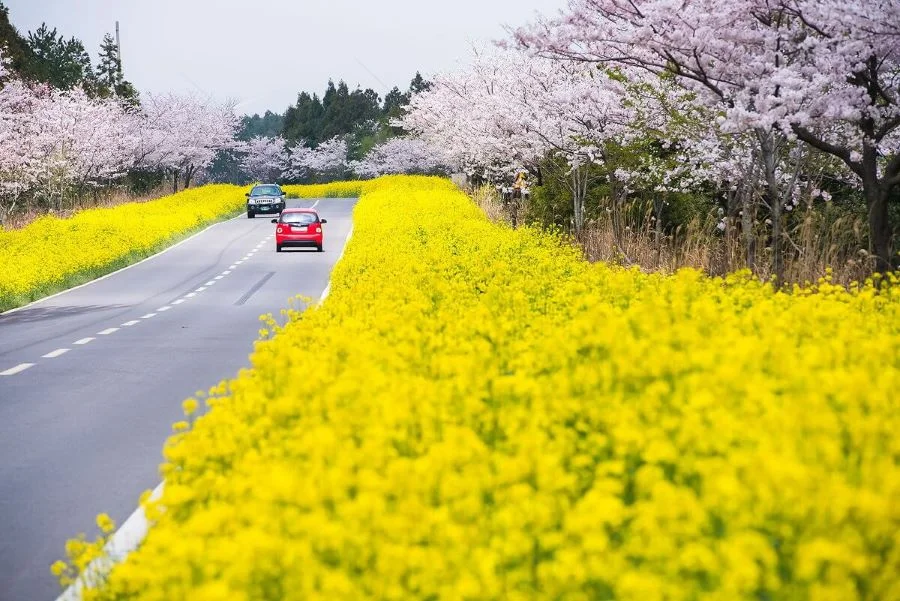 Đẹp 'hết nấc' với những con đường ngập tràn hoa cải dầu vàng rực rỡ