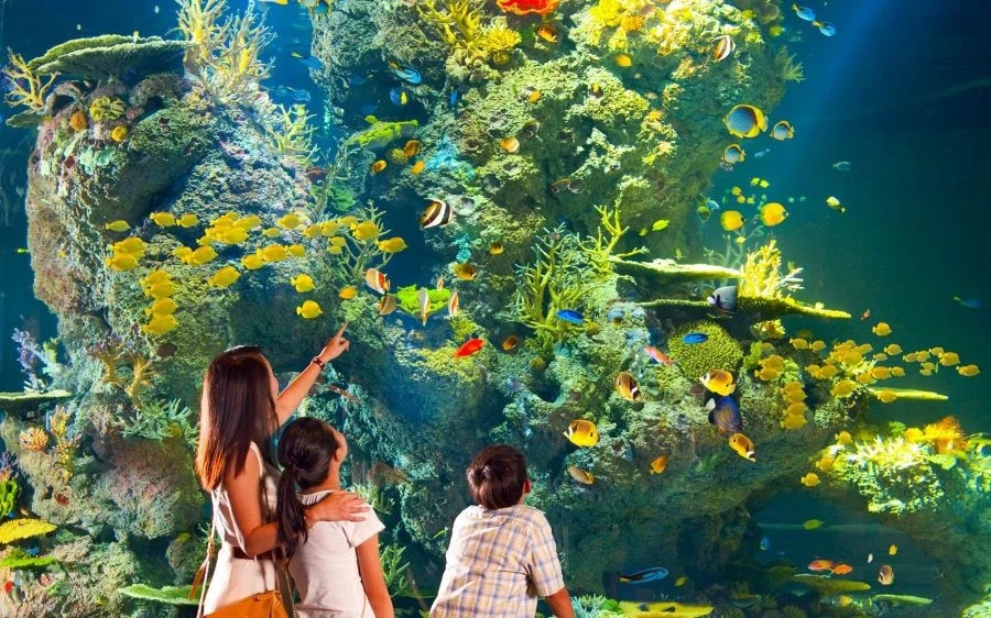 Những chú cá rực rỡ màu sắc tung tăng bơi lội ở Open Ocean