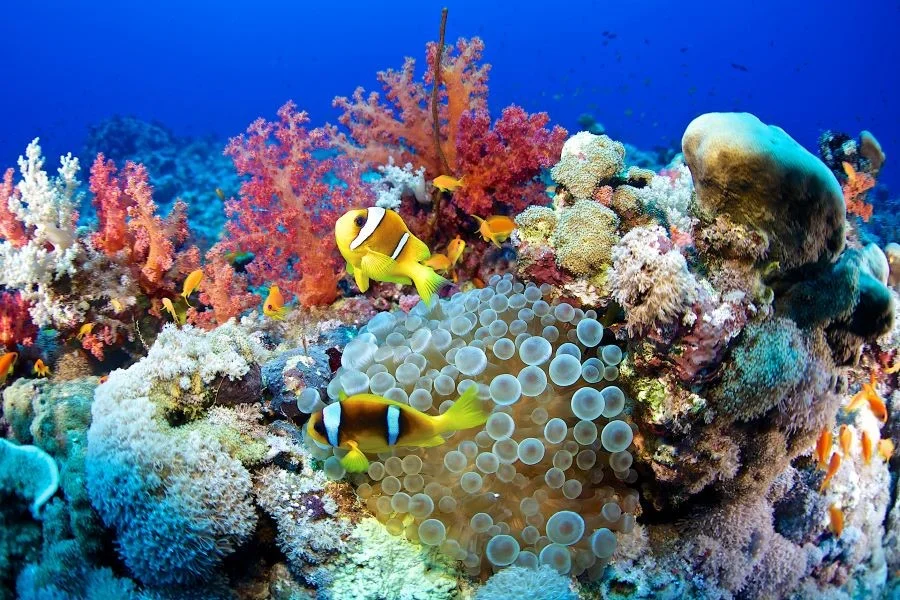 Thế giới các loại san hô cực kỳ ấn tượng tại Coral Garden