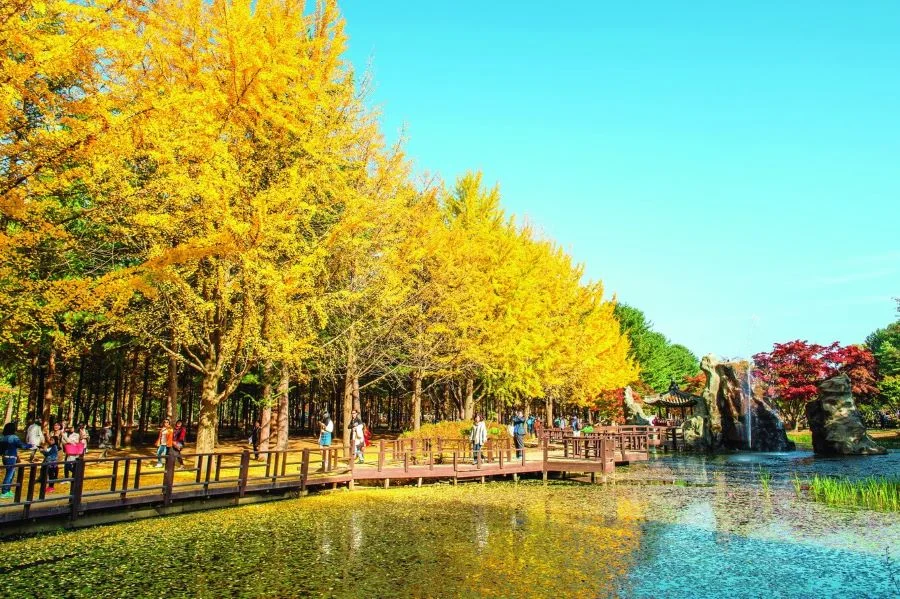 Bức tranh thiên nhiên tuyệt đẹp tại Đảo Nami khi thu về