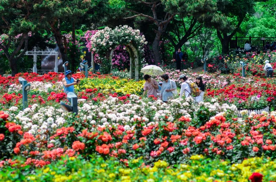 Rất nhiều du khách tới tham quan lễ hội hoa hồng