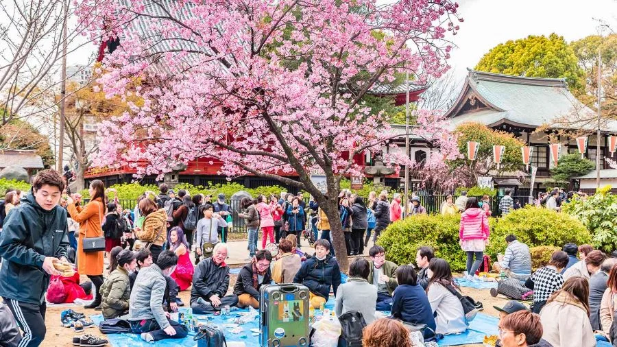 Người Nhật rất thích tham gia bữa tiệc Hanami ngoài trời vừa ngắm hoa vừa trò chuyện vừa thưởng thức những món ăn ngon 
