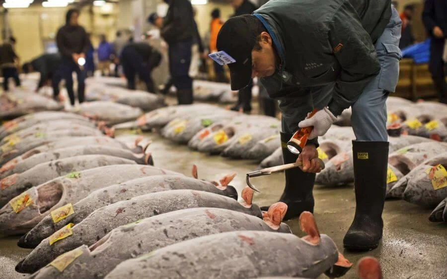 Chợ cá Tsukiji là một điểm đến không thể bỏ qua khi bạn du lịch đến thủ đô Nhật Bản