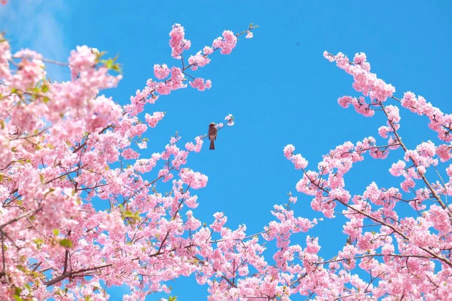 Chiêm ngưỡng hoa anh đào nở sớm tại Xứ sở mặt trời mọc