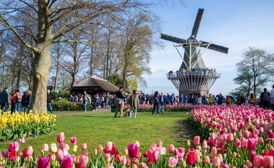 Vườn hoa Keukenhof rực rỡ tại Hà Lan