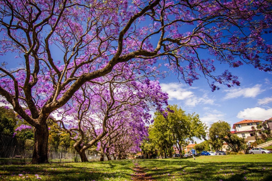Lạc bước vào thiên đường hoa phượng tím tại Adelaide