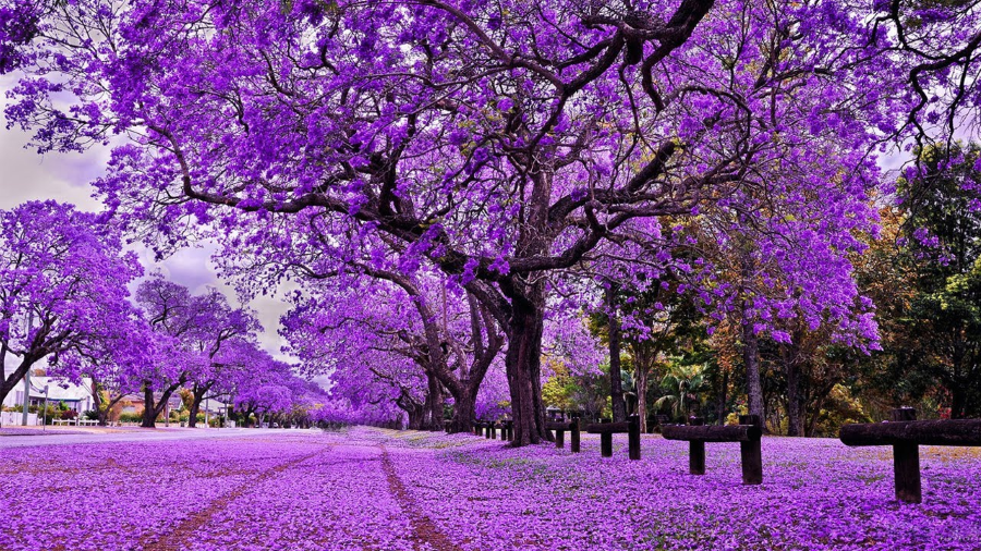 Tháng 11 đến, Adelaide như khoác lên mình tấm áo tím mộng mơ của những cây phượng tím