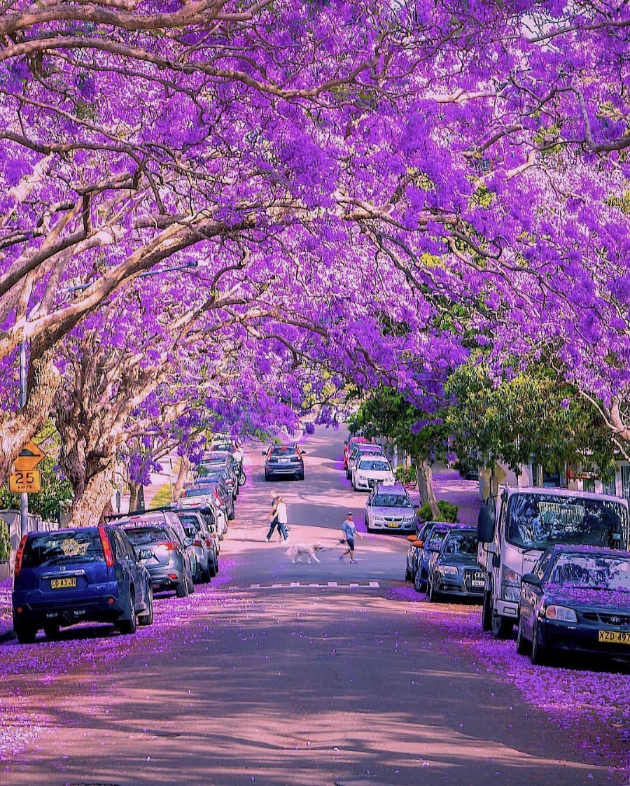Camden, một thị trấn cổ kính của New South Wales sẽ khoác lên mình tấm áo tím lung linh vào tháng 11 tới