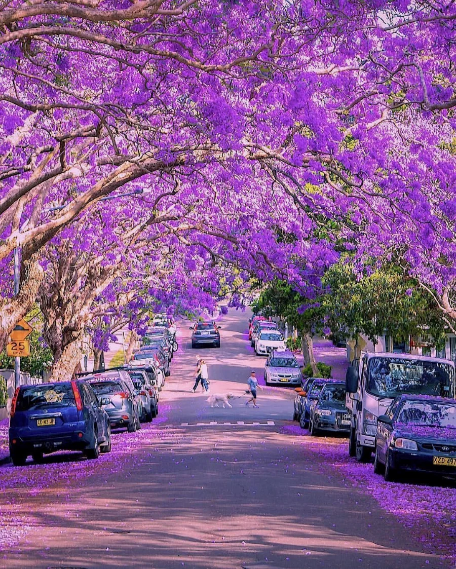 Camden, một thị trấn cổ kính của New South Wales sẽ khoác lên mình tấm áo tím lung linh vào tháng 11 tới