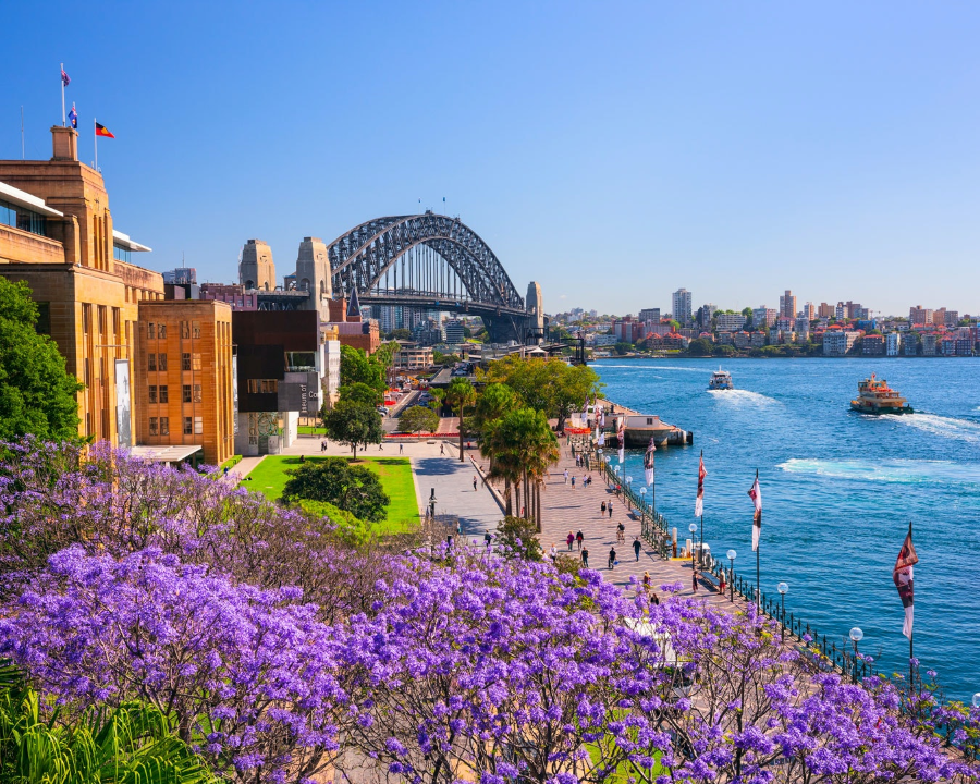 Mùa xuân về, Sydney như khoác lên mình tấm áo tím mộng mơ
