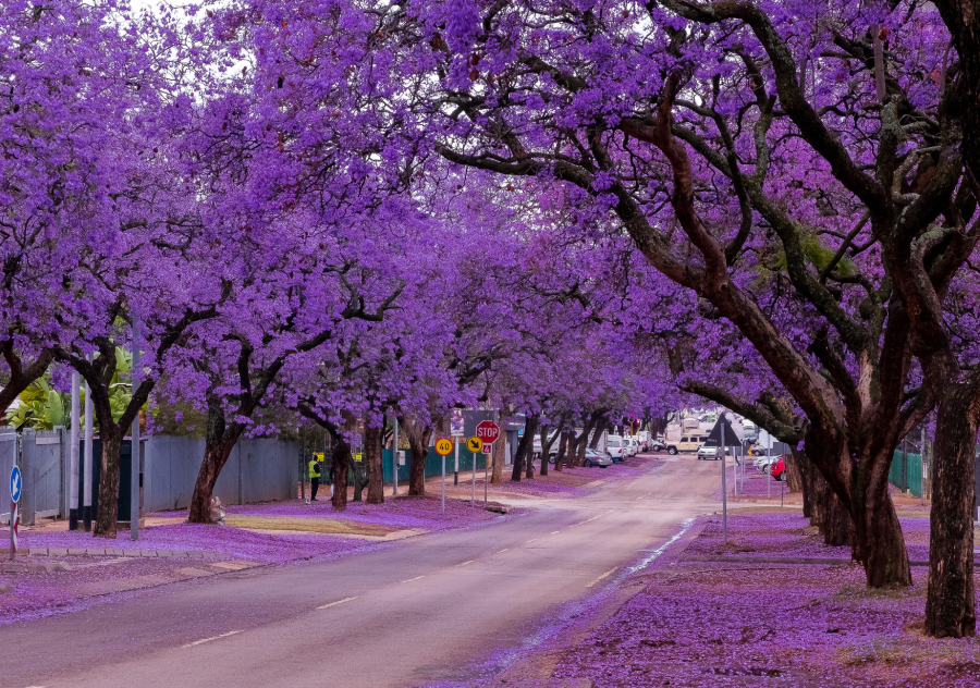 Sydney - Một trong những địa điểm ngắm phượng tím ở Úc siêu mộng mơ