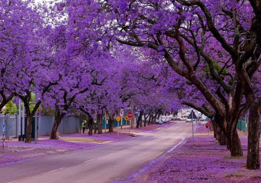 Sydney - Một trong những địa điểm ngắm phượng tím ở Úc siêu mộng mơ