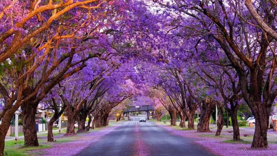 Tháng 12 là thời điểm lý tưởng để bạn khám phá vẻ đẹp của Melbourne