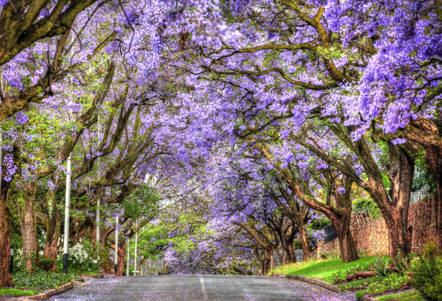 Brisbane vào mùa hoa phượng tím như một tấm thảm tím trải rộng, từng chùm hoa bung nở rực rỡ, nhuộm tím cả một góc trời