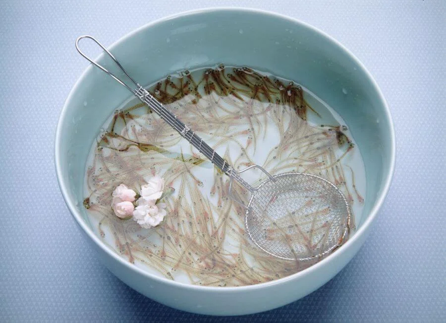 Với hương vị tươi ngon và trải nghiệm độc đáo, Shirouo no Odorigui sẽ để lại ấn tượng khó phai trong lòng du khách