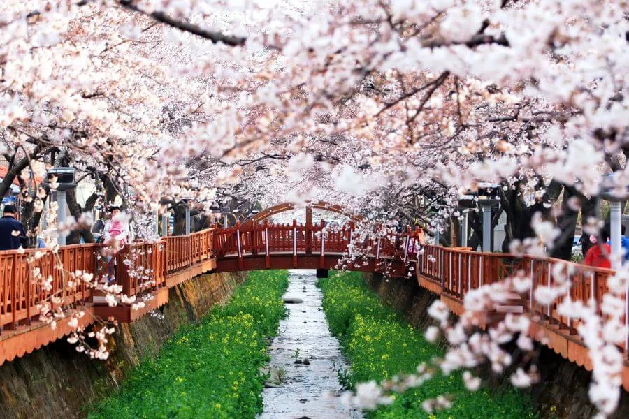 Suối Yeojwa nổi tiếng nhờ vẻ đẹp lãng mạn với hàng ngàn cây anh đào nở rộ vào mùa xuân