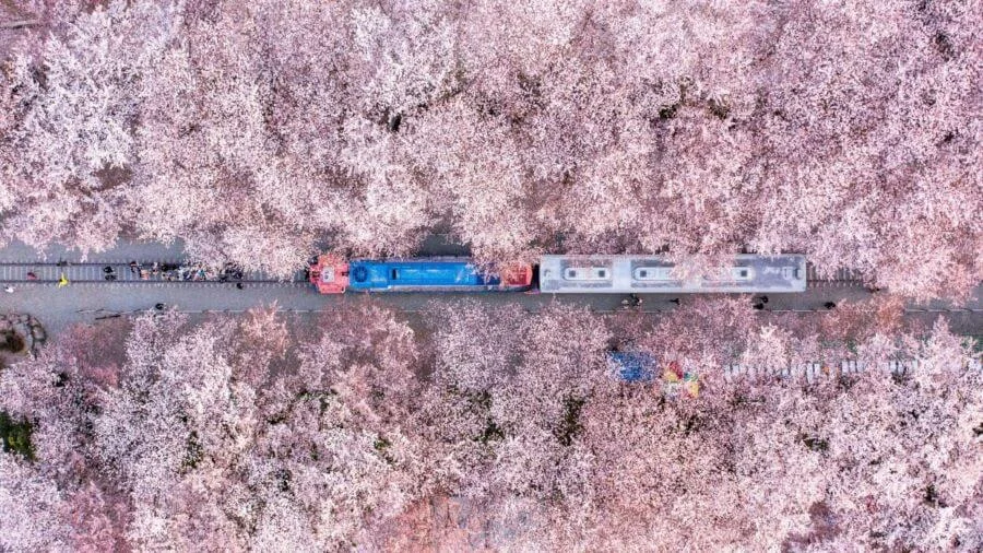 Hàng ngàn cây anh đào đồng loạt khoe sắc hồng phớt, tạo thành một đường hầm hoa lãng mạn kéo dài khoảng 1.5km
