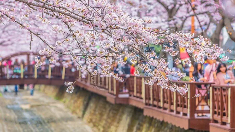 Suối Yeojwa, nổi tiếng với Lễ hội Jinhae Gunhangje, một sự kiện văn hóa quan trọng, thu hút đông đảo du khách trong và ngoài nước