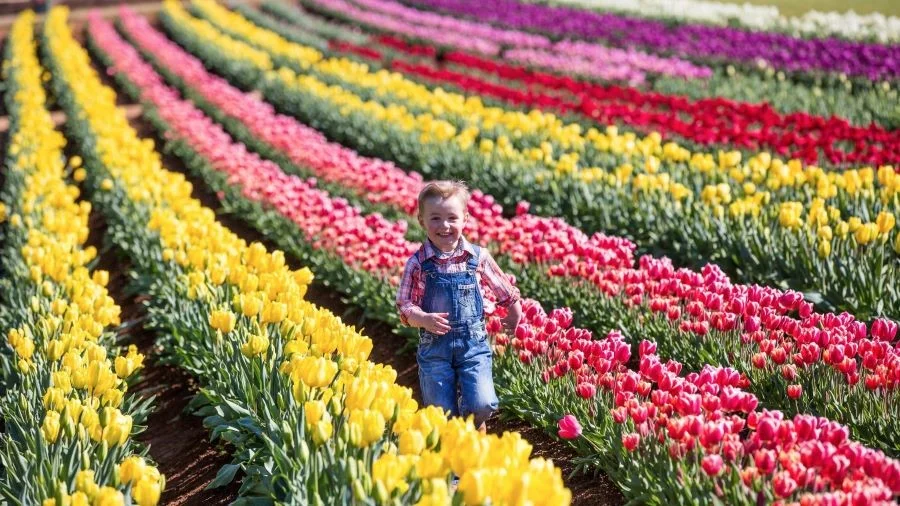 Choáng ngợp trước vẻ đẹp của Lễ hội hoa Tulip Tesselaar tại Úc
