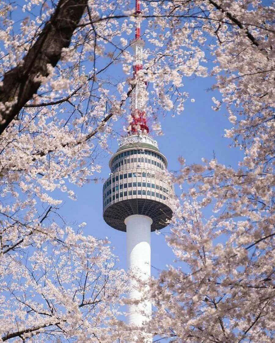 Mùa xuân đến, Tháp Namsan như khoác lên mình một tấm áo mới, rực rỡ và tràn đầy sức sống
