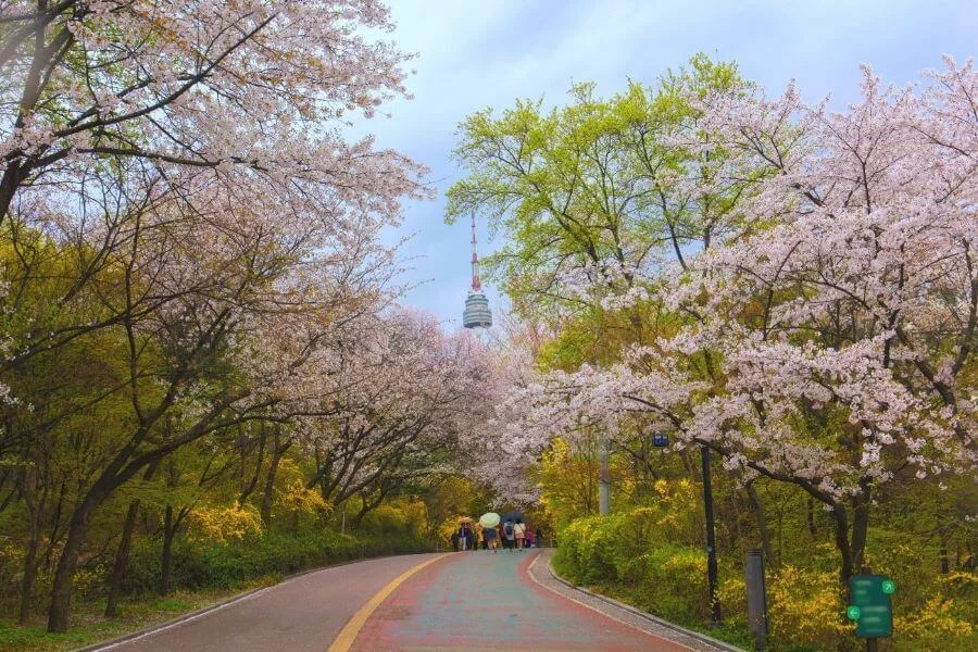 Tham quan các địa điểm xung quanh Tháp Namsan vào mùa xuân là một trải nghiệm tuyệt vời