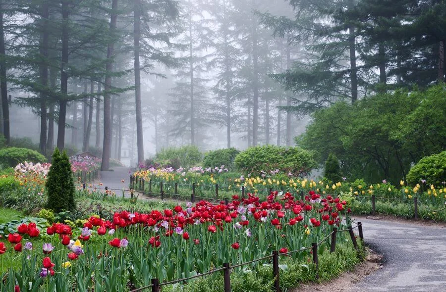 Morning Calm còn là một tác phẩm nghệ thuật mang đậm nét văn hóa, khiến nhiều tín đồ du lịch Hàn Quốc mê mẩn