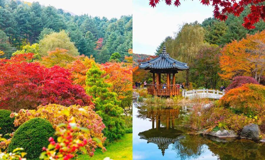 The Garden of Morning Calm mùa thu như một bức tranh thủy mặc tuyệt đẹp với những gam màu trầm ấm