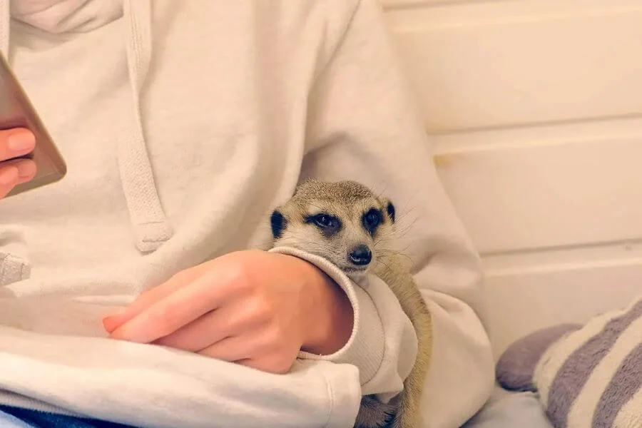 Meerkat Friends tại Hongdae là một sự lựa chọn tuyệt vời cho chuyến du lịch Seoul sắp tới
