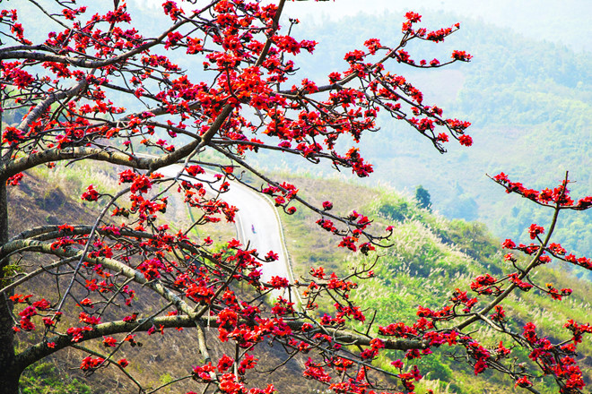 Chiêm ngưỡng "thiên đường hoa" trên cao nguyên đá Hà Giang Chiêm ngưỡng "thiên đường hoa" trên cao nguyên đá Hà Giang