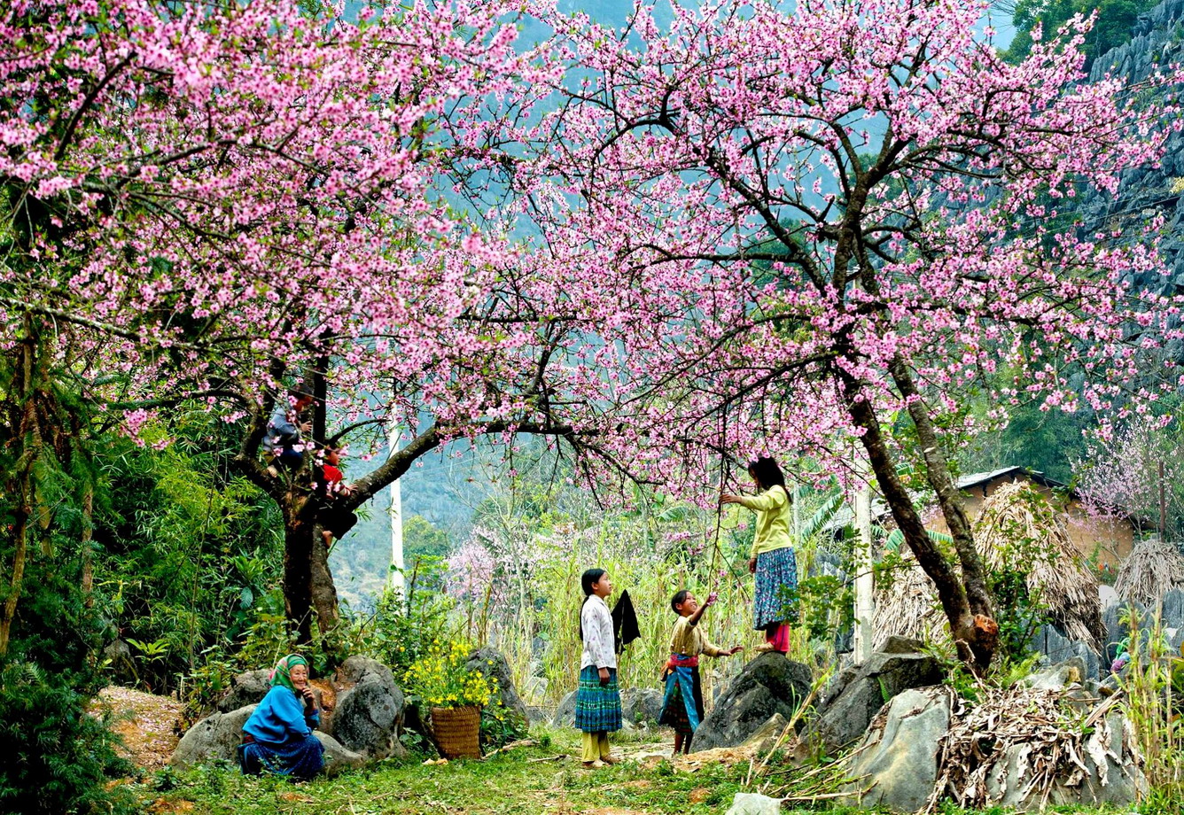 Chiêm ngưỡng "thiên đường hoa" trên cao nguyên đá Hà Giang Chiêm ngưỡng "thiên đường hoa" trên cao nguyên đá Hà Giang