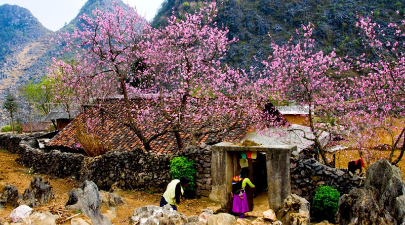 Chiêm ngưỡng "thiên đường hoa" trên cao nguyên đá Hà Giang Chiêm ngưỡng "thiên đường hoa" trên cao nguyên đá Hà Giang