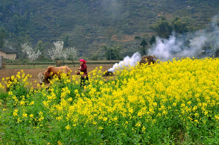 Chiêm ngưỡng "thiên đường hoa" trên cao nguyên đá Hà Giang Chiêm ngưỡng "thiên đường hoa" trên cao nguyên đá Hà Giang