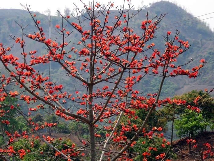 Chiêm ngưỡng "thiên đường hoa" trên cao nguyên đá Hà Giang Chiêm ngưỡng "thiên đường hoa" trên cao nguyên đá Hà Giang