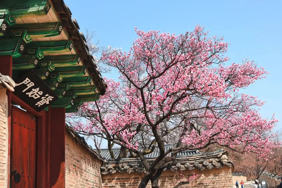 Tháng tư là thời điểm mùa xuân tại Hàn Quốc được nhiều người tín đồ du lịch yêu thích