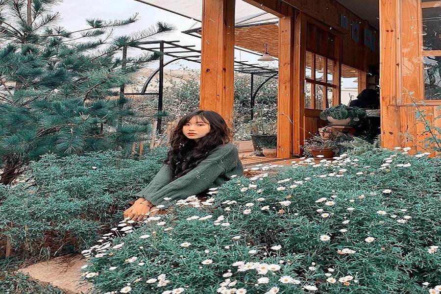 Thưởng thức trà trong căn nhà gỗ ngập tràn hoa Daisy giữa lòng Đà Lạt Thưởng thức trà trong căn nhà gỗ ngập tràn hoa Daisy giữa lòng Đà Lạt