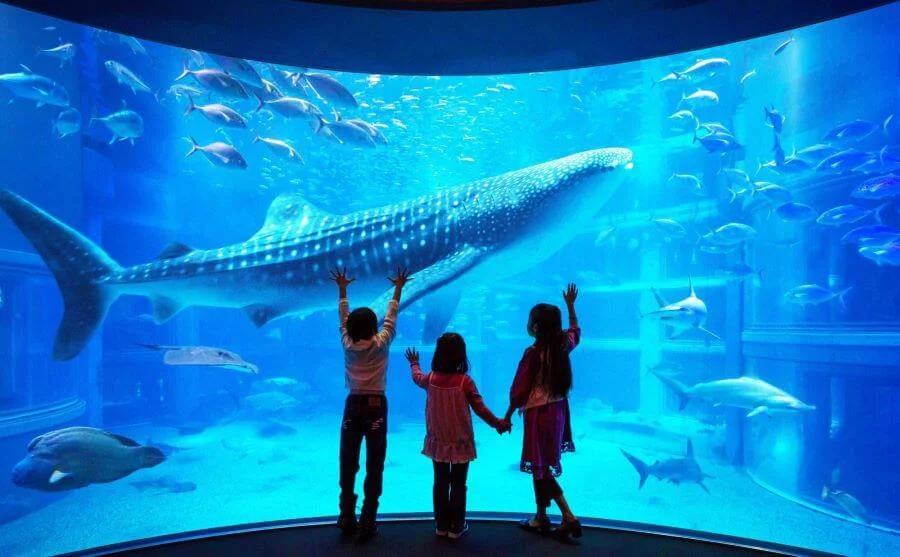 Kaiyukan Osaka, một trong những thủy cung lớn nhất và ấn tượng nhất thế giới