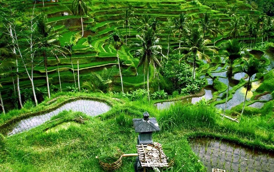 Tại Bali có hai mùa là mùa khô và mùa cao điểm