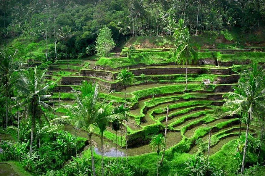 Thiên nhiên vạn vật tại làng Ubud luôn tươi tốt và tràn đầy sức sống