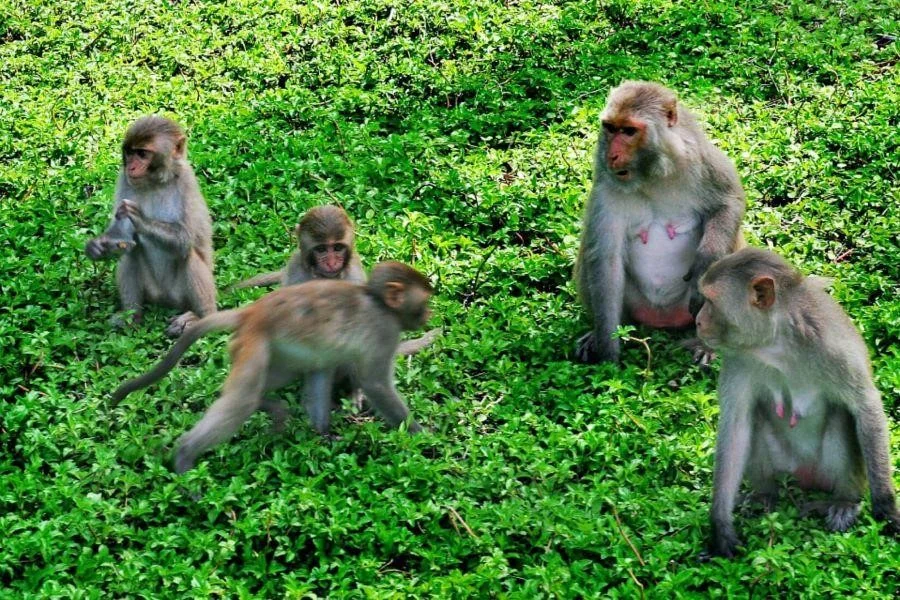 Những chú khỉ đáng yêu sông trên Đảo Khỉ - Nha Trang