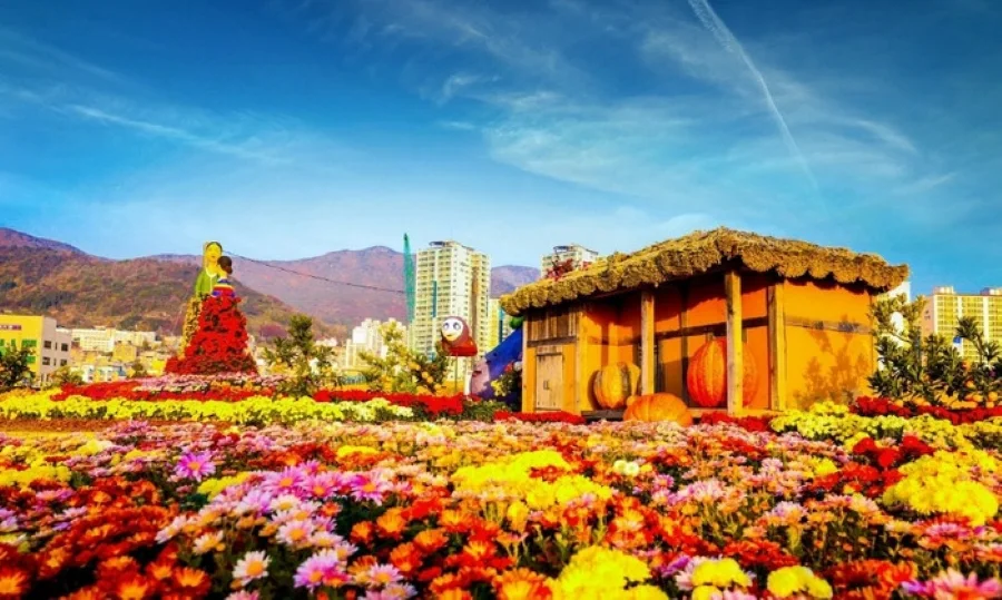 Lễ hội hoa cúc Seosan từ lâu đã nổi tiếng là một trong những lễ hội nổi tiếng tại Hàn Quốc vào tháng 11