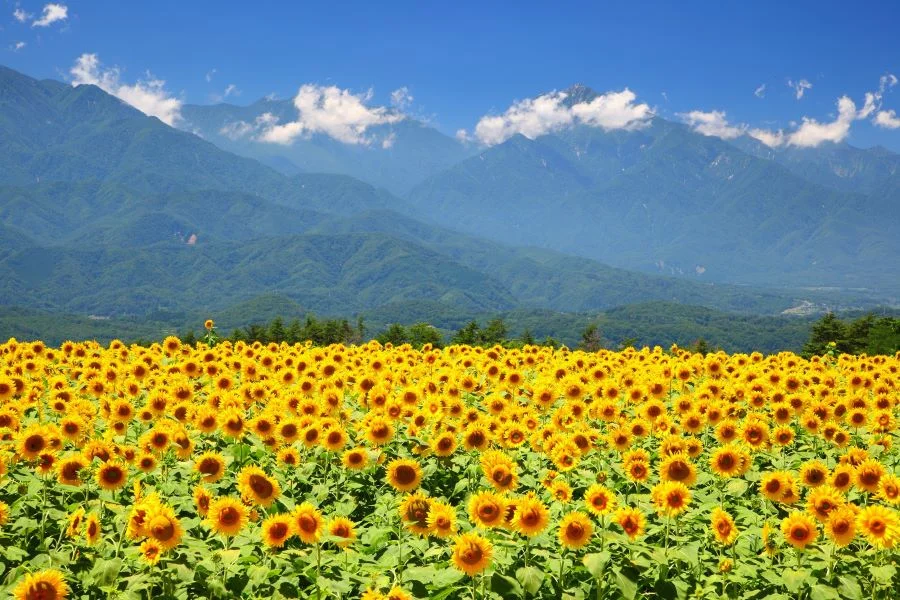 Khung cảnh ngập tràn sắc vàng của những bông hoa hướng dương