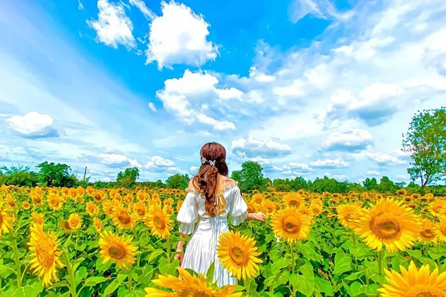Những bông hoa hướng dương nổi bật trong nắng