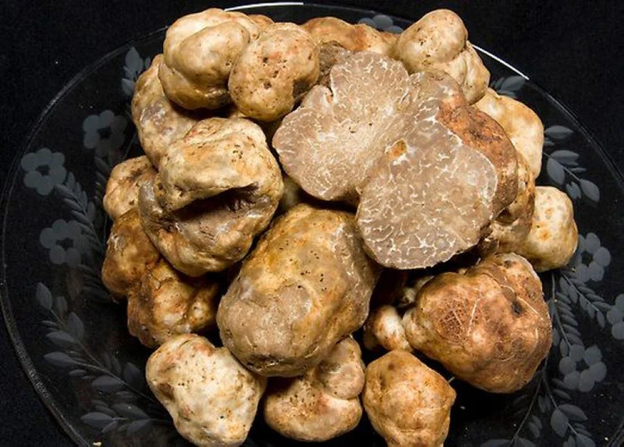Alba còn được mệnh danh là “thủ phủ của nấm Truffle”